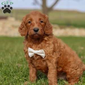Cidar, Goldendoodle Puppy